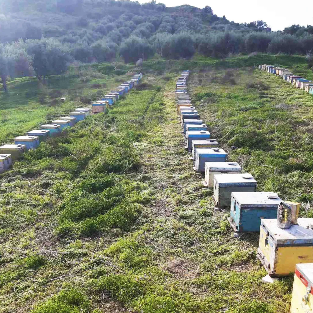 400g Glas Wildkräuterhonig Golden Melostalia Archontakis Aus Kreta Griechenland 4 400g Glas Wildkräuterhonig Golden Melostalia Archontakis Aus Kreta Griechenland – Bild 2