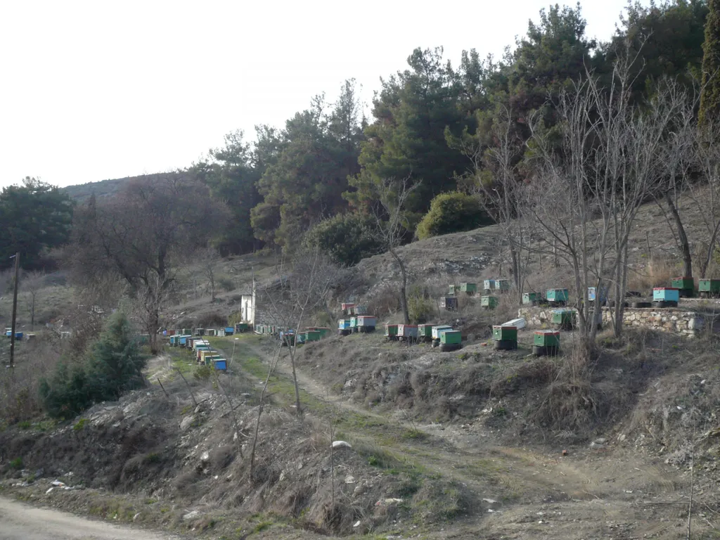 Aristos Griechischer Pinien Honig Aus Thassos 480 G 6 Aristos Griechischer Pinien Honig Aus Thassos 480 G – Bild 4